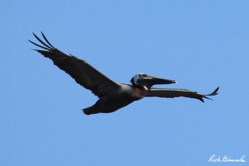 Brown Pelican