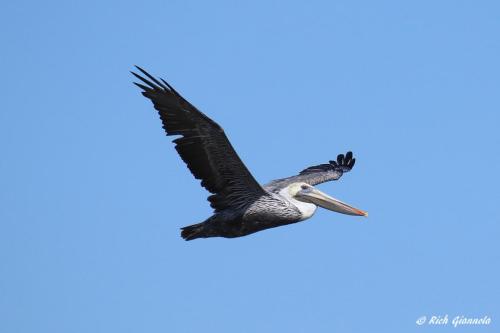 Brown Pelican