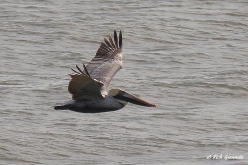 Brown Pelican