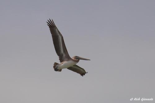 Brown Pelican