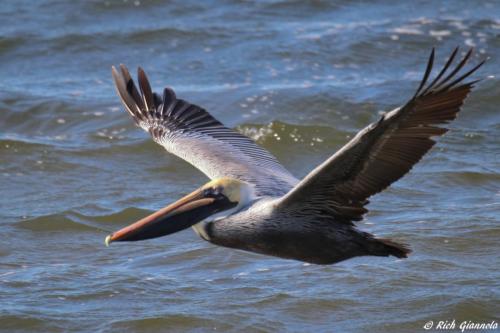 Brown Pelican