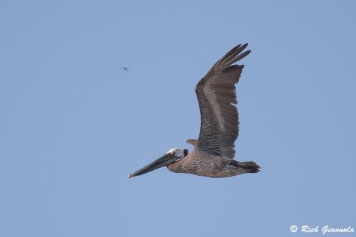 Brown Pelican