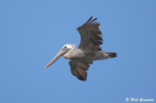 Brown Pelican