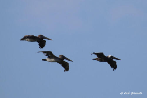 A trio of Brown Pelicans