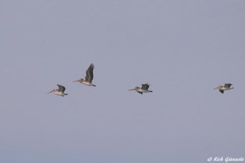 Brown Pelicans