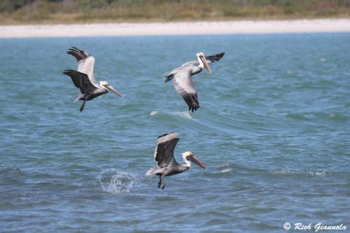 Brown Pelicans