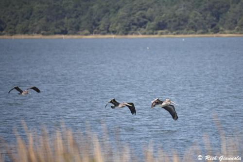 Brown Pelicans