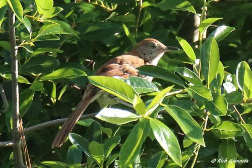 Brown Thrasher