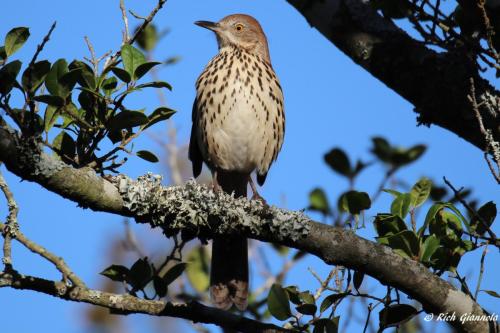 Brown Thrasher