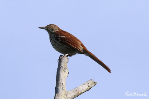 Brown Thrasher perching