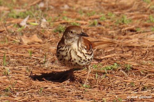 Brown Thrasher