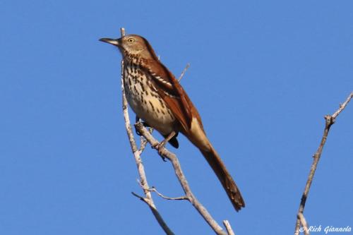 Brown Thrasher