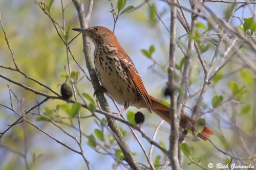 Brown Thrasher