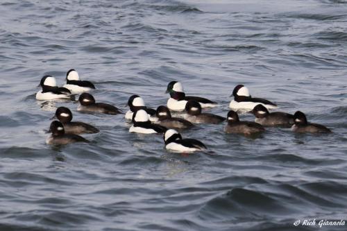 Buffleheads