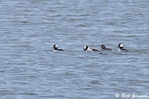 Buffleheads