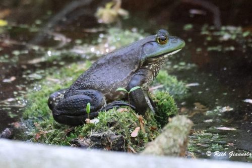 Bullfrog