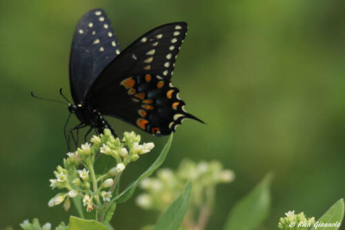 A hungry butterfly