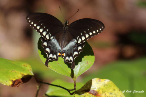 Butterfly looking for nectar