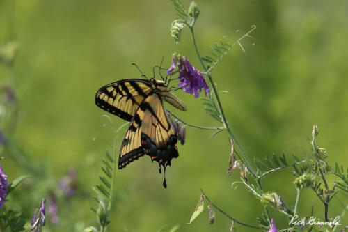 Swallowtail butterfly on a purple flower