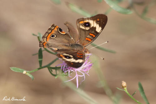 Butterfly on a purple flower