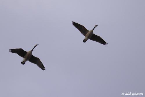 Canada Geese