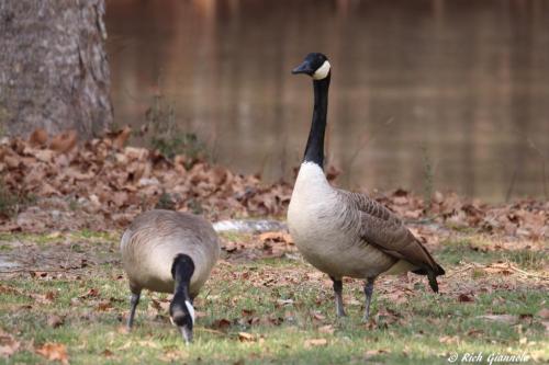 Canada Geese