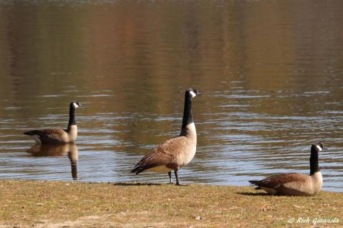 Canada Geese