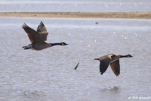 Canada Geese