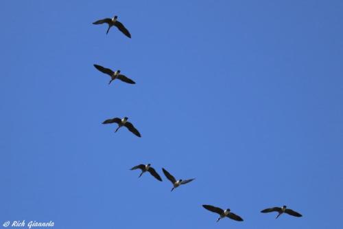 Canada Geese