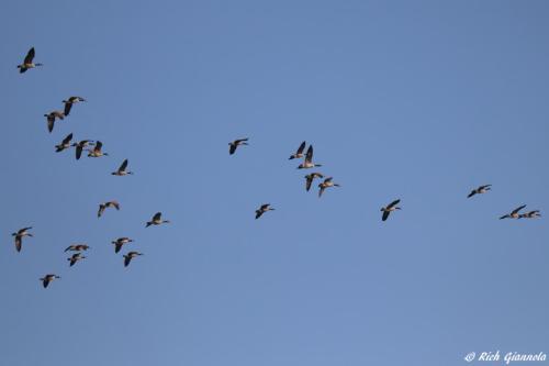 Canada Geese