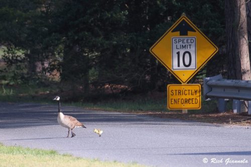Canada Geese