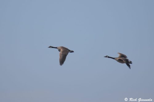 Canada Geese