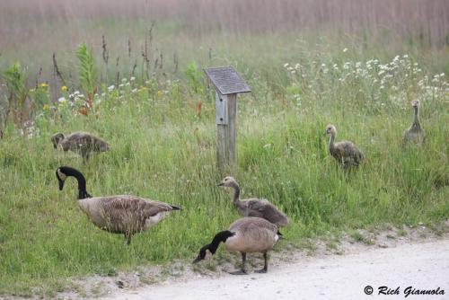 Canada Geese