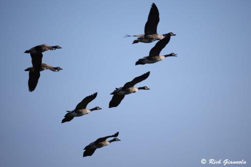 Canada Geese