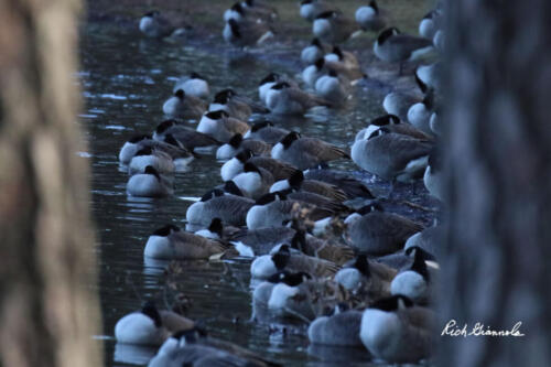 Group of Canada Geese sleeping by the shore of a pond