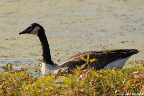 Canada Goose