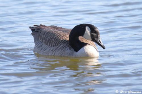 Canada Goose