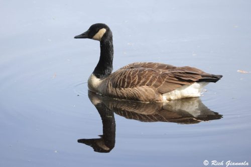 Canada Goose