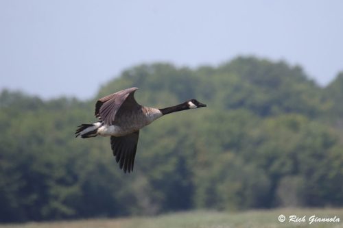 Canada Goose