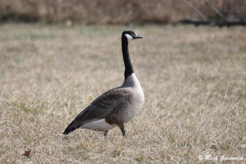 Canada Goose