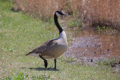 Canada Goose