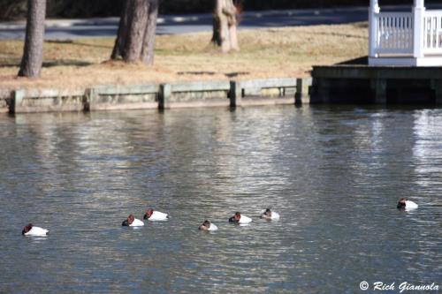 Canvasbacks