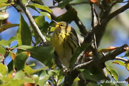 Cape May Warbler