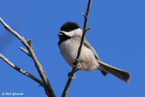 Carolina Chickadee