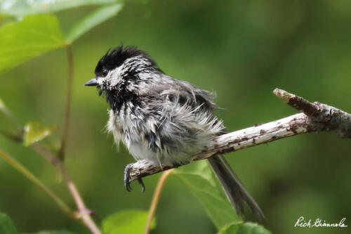 Carolina Chickadee all wet