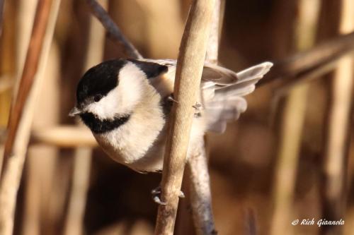 Carolina Chickadee