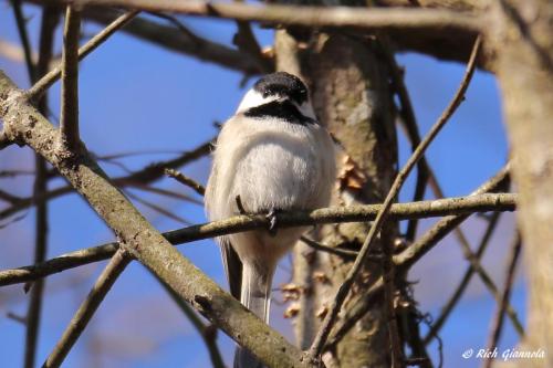 Carolina Chickadee