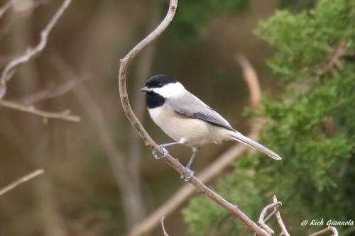 Carolina Chickadee