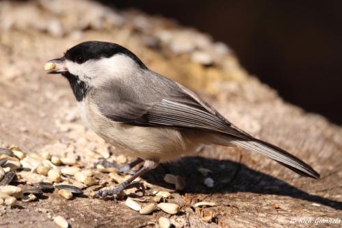 Carolina Chickadee