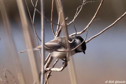 Carolina Chickadee